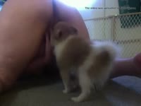 Curvy babe making her dog eat her pussy in pet porn